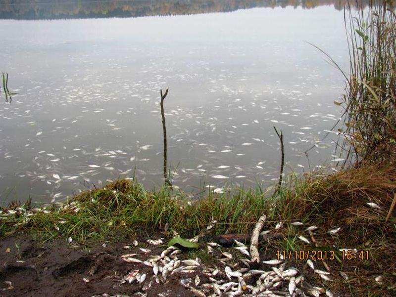 Озеро глубокое рыба. Видеосъемка с воздуха Космачевское озеро Толочинский район.