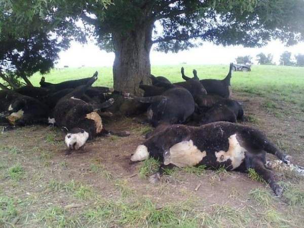 молния коровы франция