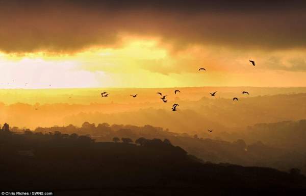 Птицы летают в туманном небе Фовей, что в Корнуолле.
