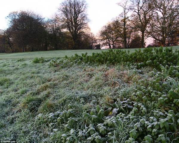 Иней на траве в Хэмпстед-Хит, самой теплой части Великобритании.