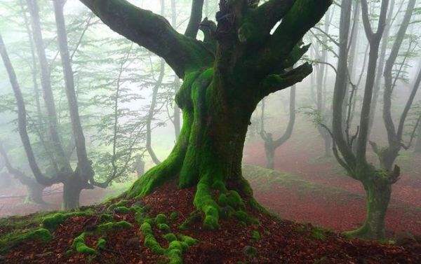испания волшебный лес