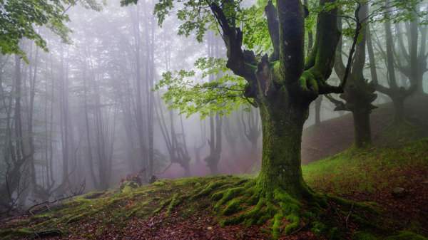 испания волшебный лес2