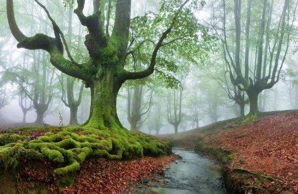 испания волшебный лес4