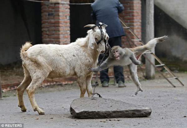 Обезьянка привязана к рогам козы и попытка убежать не увенчалась успехом.