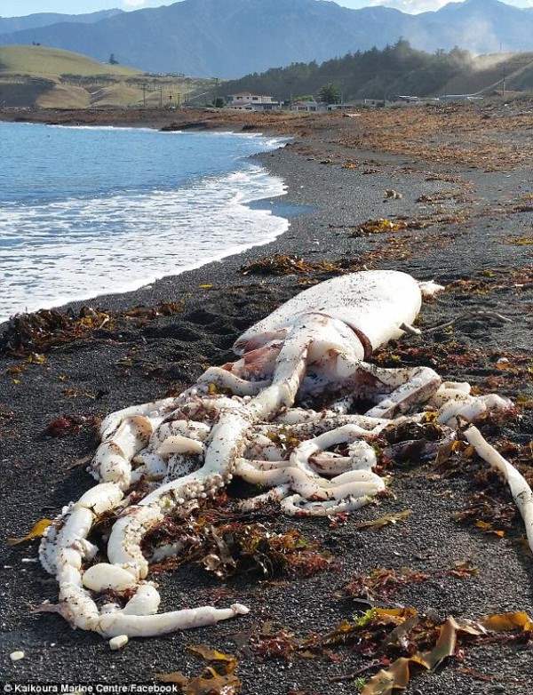 Огромный кальмар был найден на пляже Новой Зеландии. Неужели это Кракен?