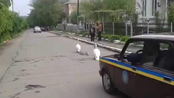 лебеди гаи украина