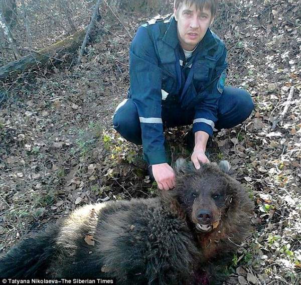 Чтобы спасти женщину, спасательная группа применила огнестрельное оружие и убила медведя