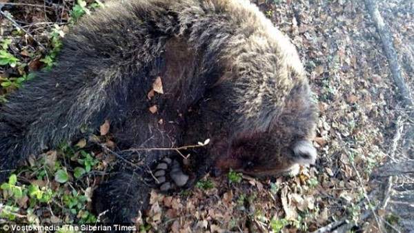 Полиция застрелила медведя