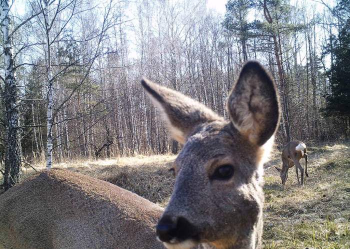 chernobyl-wildlife-camera-traps (6)