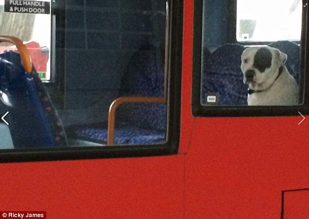 собака автобус (2)