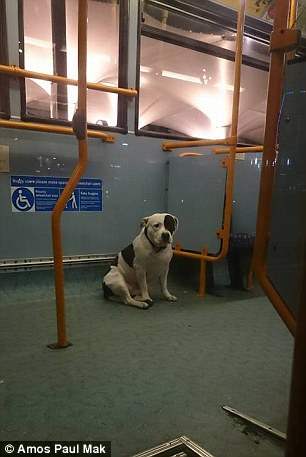 собака автобус (3)