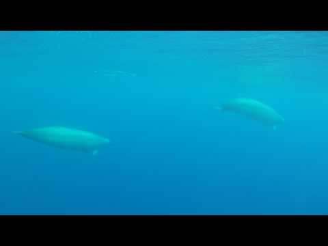 Глубоководные киты Тру