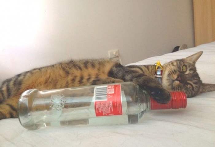 кошка с водкой