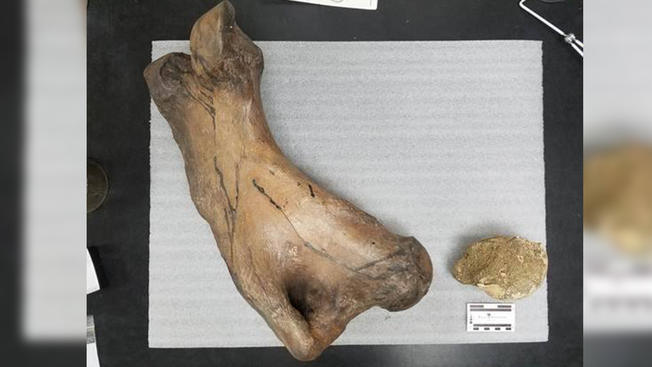 giant+sloth+bone