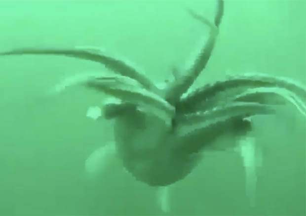 Чудище 6 букв. Антарктический гигантский кальмар. Гигантский кальмар в Марианской впадине. Гигантский кальмар с крюками.
