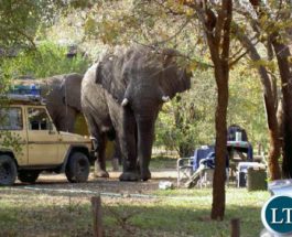 Замбия слон