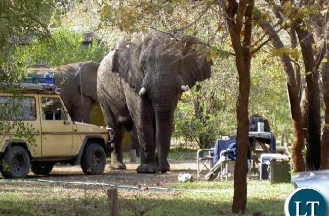 Замбия слон