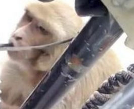 обезьяна бензин