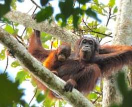 Массовая орангутанговая резня в Борнео