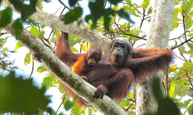 Массовая орангутанговая резня в Борнео
