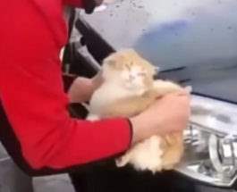 помыл машину котом