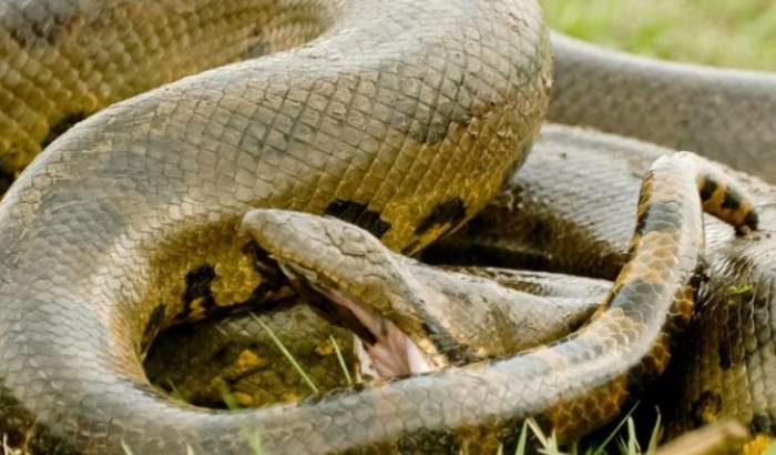 В Африке убили самую большую змею в мире
