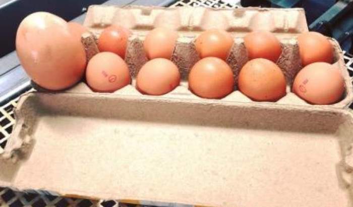 Фермер нашел огромное яйцо