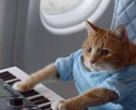 кошка-пианистка