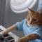 кошка-пианистка