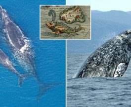 Древние римляне охотились на китов