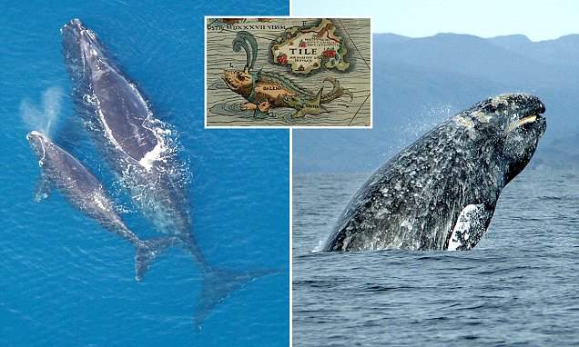 Древние римляне охотились на китов