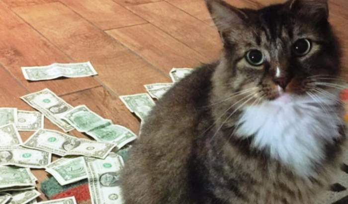 кошка и доллары