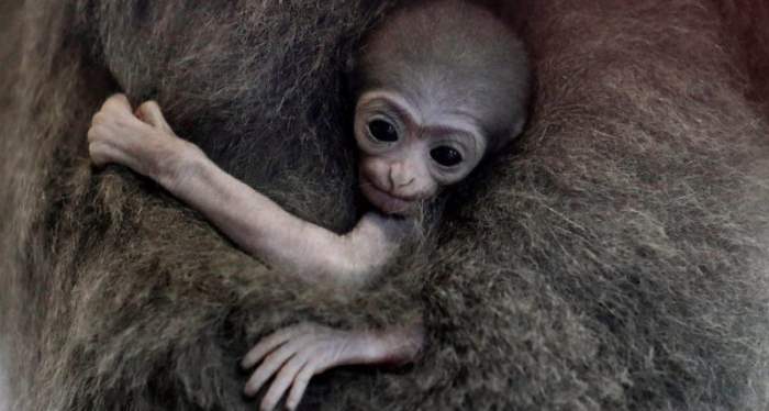 Новорожденная обезьяна