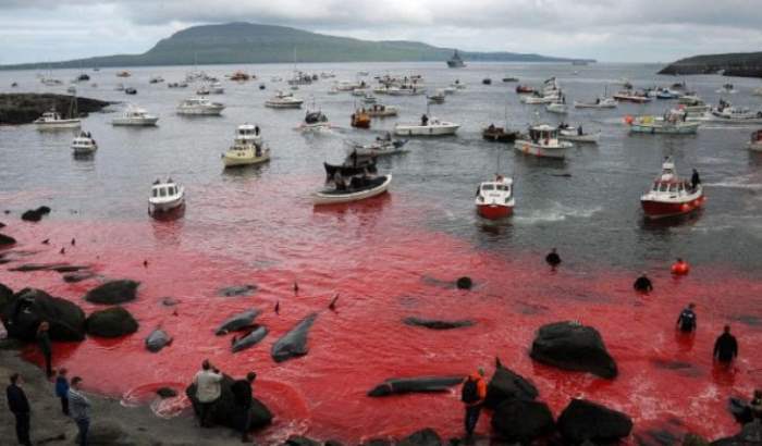 Убийство китов Фарерские острова