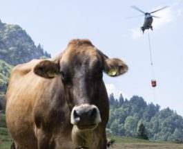 коровы и вертолет