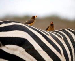 Птицы сидят на зебре