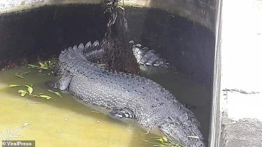 Огромный крокодил в Индонезии