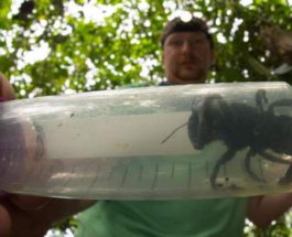Самая большая пчела в мире