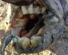Странное животное с человеческими зубами