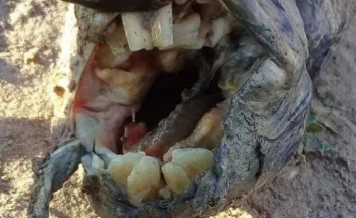Странное животное с человеческими зубами