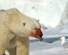 белый медведь показал язык