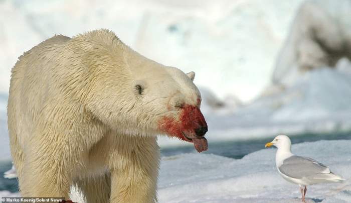 белый медведь показал язык