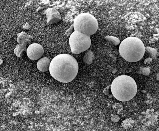 Марс грибы