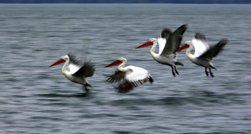 Пеликаны летают над озером Дойран