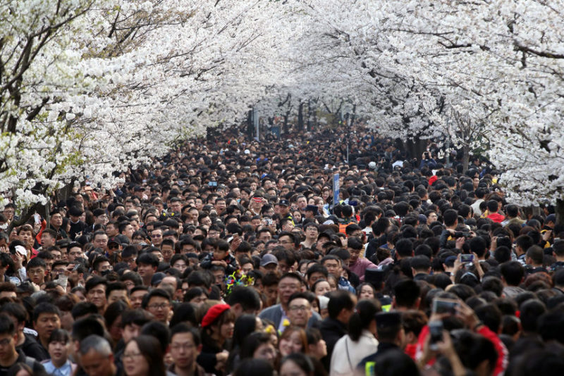 Люди толпятся на улице с цветущими вишневыми цветами возле храма Джимминг в Нанкине, провинция Цзянсу, Китай.