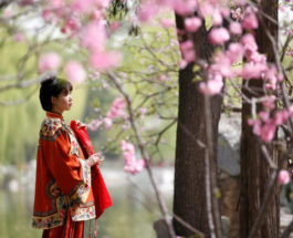 В Пекине наслаждаются цветущей вишней.