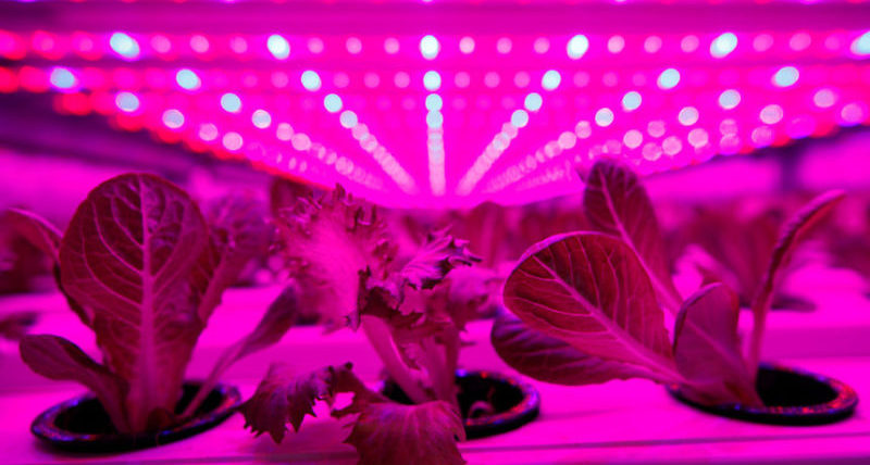Технология выращивания домашнего салата