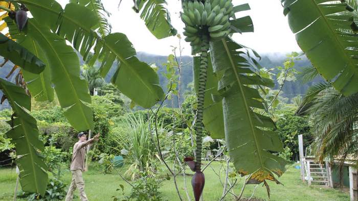 банановые листья