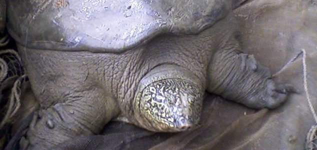 черепаха Янцзы