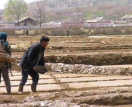 засуха северная Корея